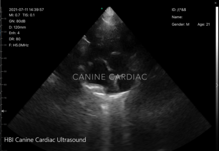 Canine Cardiac Ultrasound