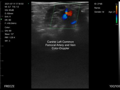 Canine Left Common Femoral Artery And Vein - Color Doppler